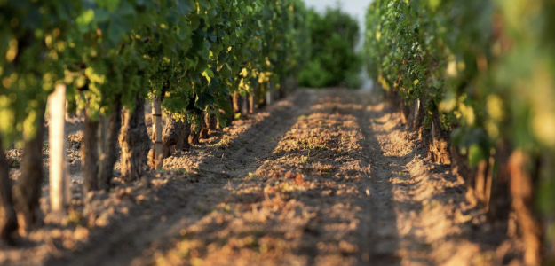 Domaine Campuget