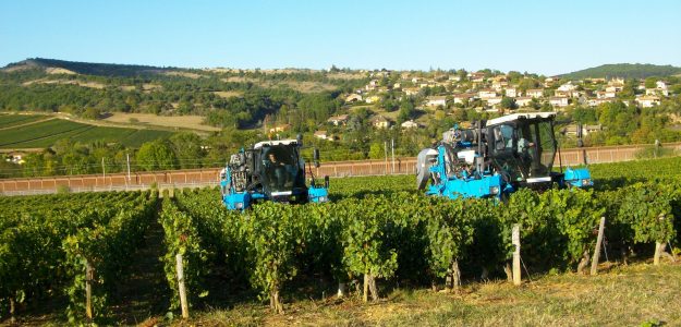 Domaine Chêne Vignes
