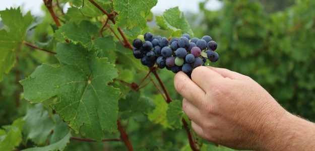 Domaine Villemaine