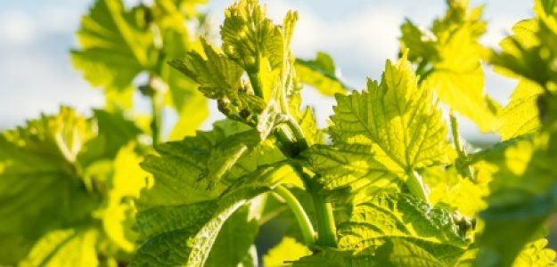 Domaine Boulet et Fils